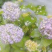 ヒメ日記 2025/05/19 07:16 投稿 つばき 吉原ファーストレディ