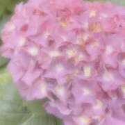 ヒメ日記 2025/05/28 12:06 投稿 つばき 吉原ファーストレディ