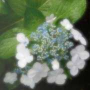 ヒメ日記 2025/06/03 07:06 投稿 つばき 吉原ファーストレディ