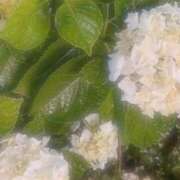 ヒメ日記 2025/06/10 07:06 投稿 つばき 吉原ファーストレディ