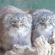 ヒメ日記 2025/06/19 07:19 投稿 つばき 吉原ファーストレディ