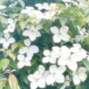 ヒメ日記 2025/06/20 12:07 投稿 つばき 吉原ファーストレディ