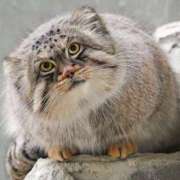 ヒメ日記 2025/06/22 07:18 投稿 つばき 吉原ファーストレディ