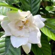 ヒメ日記 2025/07/08 07:18 投稿 つばき 吉原ファーストレディ