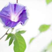 ヒメ日記 2025/07/15 07:24 投稿 つばき 吉原ファーストレディ