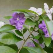 ヒメ日記 2025/07/22 07:16 投稿 つばき 吉原ファーストレディ