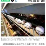 ヒメ日記 2025/07/26 07:19 投稿 つばき 吉原ファーストレディ