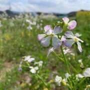 ヒメ日記 2025/08/05 07:21 投稿 つばき 吉原ファーストレディ