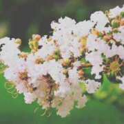 ヒメ日記 2025/08/17 12:08 投稿 つばき 吉原ファーストレディ