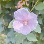 ヒメ日記 2025/08/19 07:06 投稿 つばき 吉原ファーストレディ