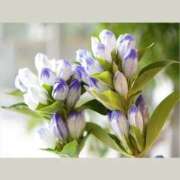 ヒメ日記 2025/09/17 07:16 投稿 つばき 吉原ファーストレディ