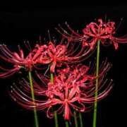 ヒメ日記 2025/10/01 18:16 投稿 つばき 吉原ファーストレディ