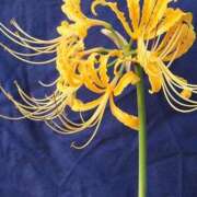 ヒメ日記 2025/10/03 20:16 投稿 つばき 吉原ファーストレディ