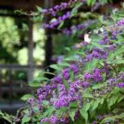 ヒメ日記 2025/10/18 12:06 投稿 つばき 吉原ファーストレディ