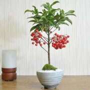 ヒメ日記 2026/01/01 12:06 投稿 つばき 吉原ファーストレディ