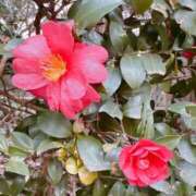 ヒメ日記 2026/01/28 12:06 投稿 つばき 吉原ファーストレディ