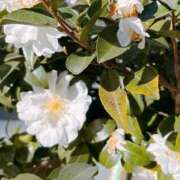 ヒメ日記 2026/02/05 07:18 投稿 つばき 吉原ファーストレディ