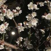 ヒメ日記 2026/02/06 22:46 投稿 つばき 吉原ファーストレディ