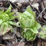 ヒメ日記 2026/02/25 07:16 投稿 つばき 吉原ファーストレディ