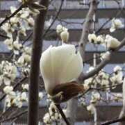 つばき 木蓮 吉原ファーストレディ