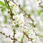 ヒメ日記 2026/03/23 12:16 投稿 つばき 吉原ファーストレディ