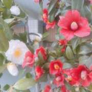 ヒメ日記 2026/03/30 12:16 投稿 つばき 吉原ファーストレディ