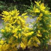 ヒメ日記 2026/04/07 13:18 投稿 つばき 吉原ファーストレディ