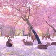 ヒメ日記 2026/04/15 20:16 投稿 つばき 吉原ファーストレディ