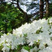 ヒメ日記 2026/04/17 12:16 投稿 つばき 吉原ファーストレディ