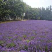 ヒメ日記 2026/07/29 07:08 投稿 つばき 吉原ファーストレディ