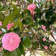 ヒメ日記 2025/07/11 09:16 投稿 春日野　由麻 ～逢～tokyo