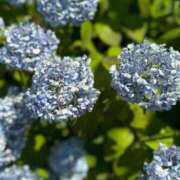 ヒメ日記 2025/06/23 11:15 投稿 あまね♪ プリティーガール