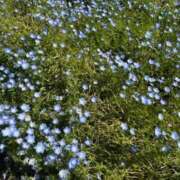 ヒメ日記 2025/07/13 15:15 投稿 あまね♪ プリティーガール