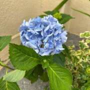 ヒメ日記 2025/06/02 21:29 投稿 北村ことり ウルトラハピネス