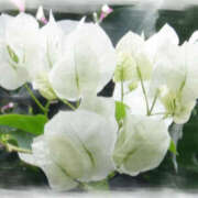 ヒメ日記 2025/04/15 11:59 投稿 七瀬 品川しろうさぎ