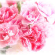 ヒメ日記 2025/04/30 08:35 投稿 七瀬 品川しろうさぎ