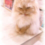 ヒメ日記 2025/05/02 04:39 投稿 七瀬 品川しろうさぎ