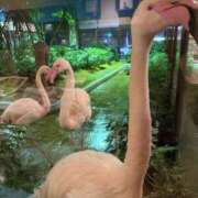 ヒメ日記 2025/06/05 00:05 投稿 七瀬 品川しろうさぎ