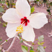 ヒメ日記 2025/06/17 05:18 投稿 七瀬 品川しろうさぎ