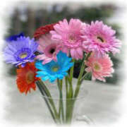 ヒメ日記 2025/10/06 17:35 投稿 七瀬 品川しろうさぎ