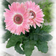 ヒメ日記 2025/10/27 10:26 投稿 七瀬 品川しろうさぎ