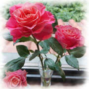 ヒメ日記 2025/11/03 15:50 投稿 七瀬 品川しろうさぎ