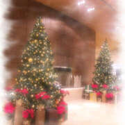 ヒメ日記 2025/12/23 16:39 投稿 七瀬 品川しろうさぎ