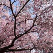 ヒメ日記 2025/04/12 13:23 投稿 鈴(すず) グランドオペラ横浜