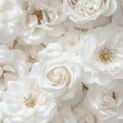 ヒメ日記 2025/04/27 18:51 投稿 鈴(すず) グランドオペラ横浜