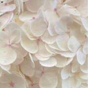 ヒメ日記 2025/05/17 12:26 投稿 鈴(すず) グランドオペラ横浜