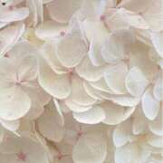 ヒメ日記 2025/05/24 16:51 投稿 鈴(すず) グランドオペラ横浜