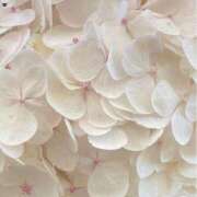 ヒメ日記 2025/05/29 12:21 投稿 鈴(すず) グランドオペラ横浜