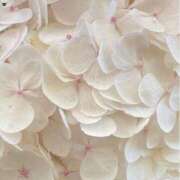 ヒメ日記 2025/07/11 17:21 投稿 鈴(すず) グランドオペラ横浜