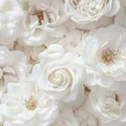 ヒメ日記 2025/07/12 11:59 投稿 鈴(すず) グランドオペラ横浜